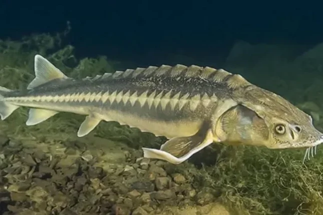 featured-image-557395