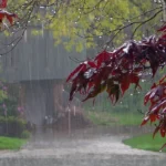 featured-image-559560