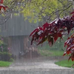 featured-image-559423